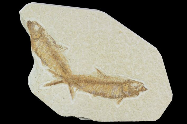 Two Large Knightia Fossil Fish - Wyoming #88576